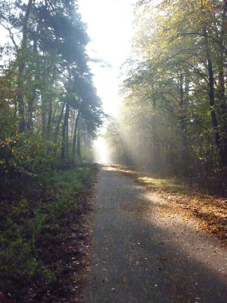 Zwar Asphalt aber immer noch Wald Zwar Asphalt aber immer noch Wald